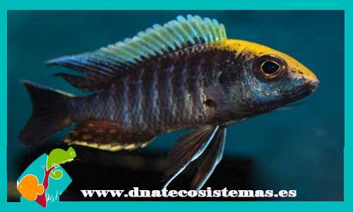 aulonocara-maylandi-kandeensis-blue-head-2-3cm-tienda-de-peces-online-peces-por-internet-peces-agua-dulce