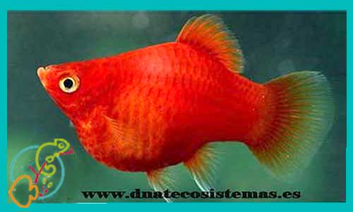 oferta-venta-platy-coral-rojo-hembra-3-3.5cm-xiphophorus-maculatus-platy-tigre-platy-tiger-tienda-de-viviparos-acuarios-a-medida-venta-online-de-peces-peces-baratos-platy-bee-platy-avispa