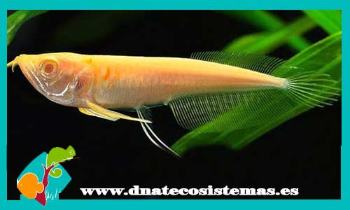albin-arowana-plata-albina-10-15cm-arowana-majestick-red-violet-fusion-arowana-super-red-crimson-red-dnatecosistemas-tienda-de-peces-online-pez-dragon-