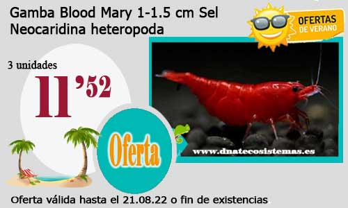 Gamba Blood Mary 1-1.5 cm Sel