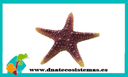 estrella-mar-violeta-16cm-tienda-online-productos-de-acuariofilia-por-internet-accesorios-ornamentos-decoracion-barcos-anforas-plantas
