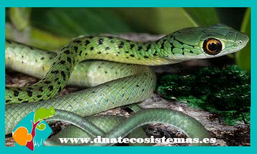 culebra-arboricola-verde-philothamnus-semivariegatus-tienda-de-reptiles-serpiente-online-dnatecosistemas