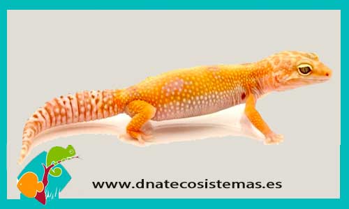 Nueva llegada de Gecko Leopardo sunglow 129887-Eublepharis-macularius-sumglow-3