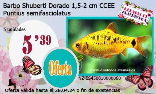 Barbo Shuberti Dorado 1,5-2 cm CCEE.