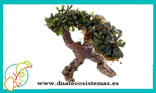 oferta-bonsai-bucephalandra-4-tienda-de-plantas-para-acuarios-de-agua-dulce-baratos-online-venta-bonsai-para-aquascaping-economico-por-internet-tiendamascotasdnatecosistemasonline