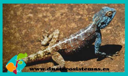 agama-azul-del-camerun-agama-sinaita-tienda-online-venta-de-reptiles-internet