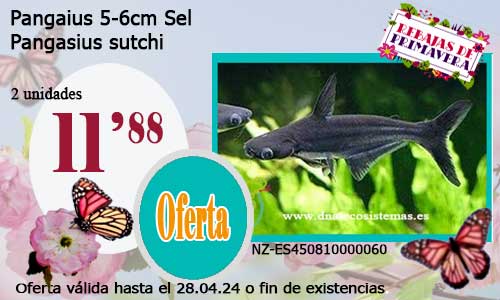 10-04-24-oferta-venta-pangasius-5-6cm-sel-pangasisus-sutchi-tienda-peces-tropicales-baratos-online-venta-peces-gatos-por-internet-tienda-mascotas-peces-rebajas-con-envio