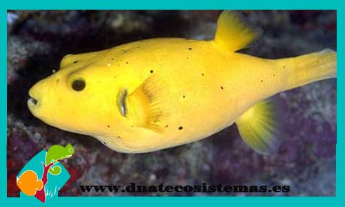 arothron-meleagris-yellow-tienda-de-peces-online-peces-por-internet-mundo-marino-todo-marino
