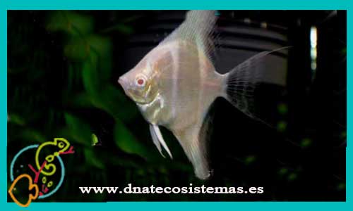 oferta-13-09-2019-altum-peruvians-albino-mediano-escalar-fantasma-rojo-pterophyllum-scalare-escalar-cebra-escalar-rojo-aleman-red-aleman-pequeno-tienda-de-peces-online-tienda-de-acuarios-acuarios-amedida