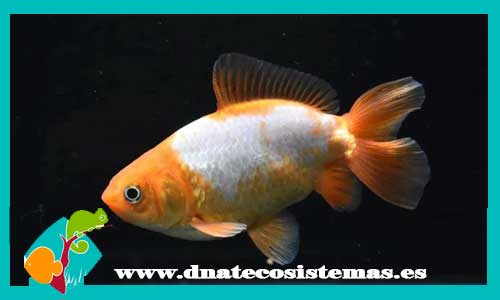 cometa-sarasa-jikin-5-6cm-tienda-online-peces-venta-de-peces-compra-de-peces-online-peces-baratos