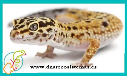 oferta-venta-gecko-leopardo-mediano-sel-eublepharis-macularius-tienda-de-reptiles-baratos-online-venta-de-geckos-economicos-por-internet-tienda-mascotas-rebajas-online