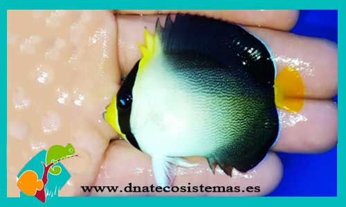 chaetodontoplus-mesoleucus-6-8cm-tienda-de-peces-online-peces-por-internet-munod-marino-todo-marino