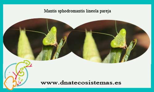 oferta-mantis-sphodromantis-lineola-pareja-tienda-de-invertebrados-online-venta-mantis-internet-tiendamascotasoline-barato-tienda-insectos-online-pareja