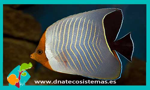 chaetodon-larvatus-tienda-de-peces-online-peces-por-internet-mundo-marino-todo-marino