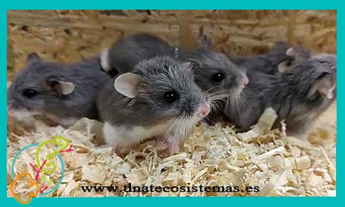 oferta-venta-hamster-roborowski-blue-phodopus-roborovskii-tienda-de-mamiferos-baratos-online-venta-de-mascotas-economicas-por-internet-tienda-hamster-relago-online