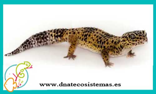 oferta-venta-gecko-leopardo-8-10cm-eublepharis-macularius-adultos-dnatecosistemas-ventaonline-venta-de-repitiles-internet-reptiles-baratos-terrarios-urnas-lagarto-gecko-tienda-reptiles-barato