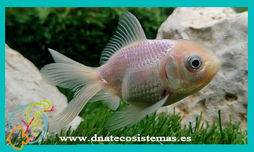 oferta-oranda-blanco-boina-roja-red-cap-goldfish-calidad-carassius-auratus-tienda-de-peces