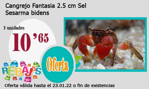 .Cangrejo Fantasia 2.5 cm Sel