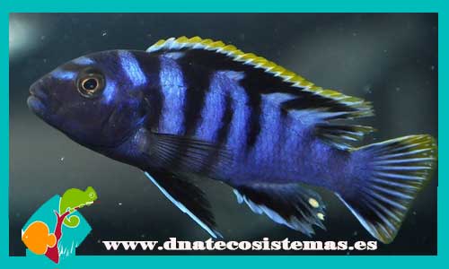labidochromis-mbamba-bay-yellowfin-2-3cm-tienda-de-peces-online-peces-por-internet-peces-venta-de-peces-africanos