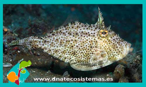 pseudomonacanthus-macrurus-tienda-de-peces-online-peces-por-internet-mundo-marino-todo-marino