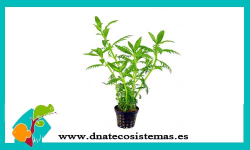 hygrophilla-balsamica-plantas-para-acuarios-de-agua-dulce