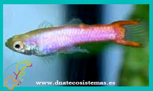oferta-guppy-endler-macho-rosa-pastel-venta-de-guppys-selectos-online-venta-de-peces-tienda-de-peces-online