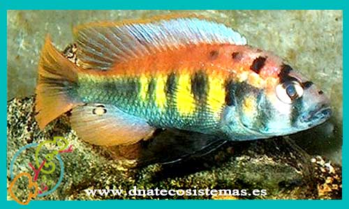 oferta-venta-haplochromis-nyererei-pyton-island-2-3cm-ccee-haplochromis-obliquidens-nyererei-latifasciatus-tienda-peces-online-venta-cromis-por-internet-tienda-mascotas-peces-ciclidos-rebajas-con-envio