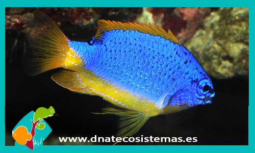 pomacentrus-caereleus-tienda-de-peces-online-peces-por-internet-mundo-marino-todo-marino