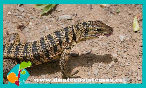 lagarto-colombiano-s-tupinambis-teguixin-tienda-y-venta-de-reptiles-por-internet-venta-de-lagarto-baratos-online-dnatecosistemas