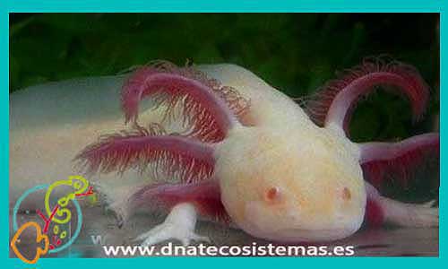 oferta-venta-ajolote-albino-11-13-cm-ccee-ambystoma-mexicanum-tienda-anfibios-baratos-online-venta-ajolotes-bonitos-por-internet-tienda-mascotas-dnatecosistemas-anfibios-rebajas-por-internet