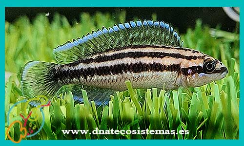 oferta-venta-julidochromis-dickfeldi-3-5cm-marlieri-ornatus-regani-transcriptus-tienda-peces-tropicales-baratos-online-venta-peces-lago-tanganica-por-internet-tienda-mascotas-peces-africanos-rebajas-envio