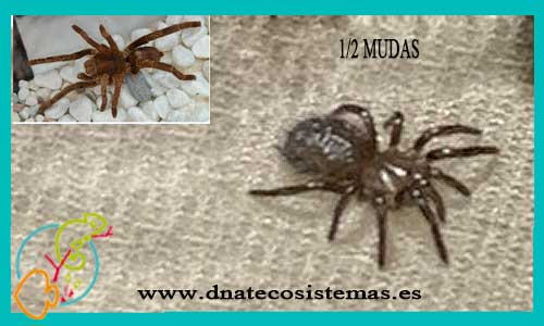oferta-venta-tarantula-gigante-africana-hysterocrates-gigas-tienda-tarantulas-baratas-online-venta-invertebrados-bonitos-por-internet-tienda-mascotas-rebajas-online