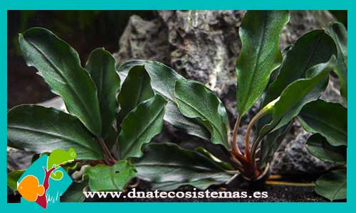 bucephalandra-alamanda-v1-blue-bucephalandra-plantas-para-acuarios-de-agua-dulce