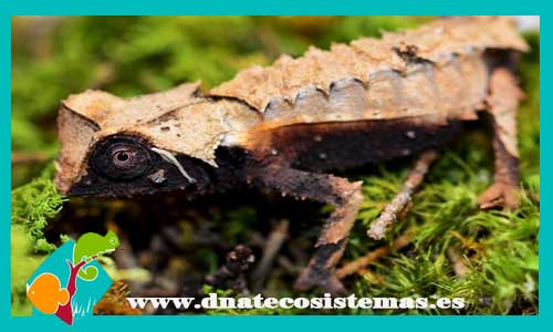 camaleon-hoja-de-brygooi-brookesia-brygooi-tienda-de-reptiles-online-venta-de-reptiles-online