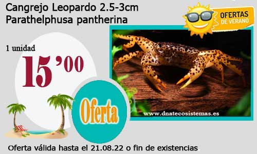 Cangrejo Leopardo 2.5-3cm