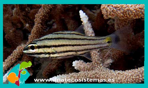 cheilodipterus-quinquelineatus-venta-de-peces-online-espana