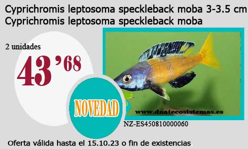 Cyprichromis leptosoma speckleback moba 3-3.5 cm