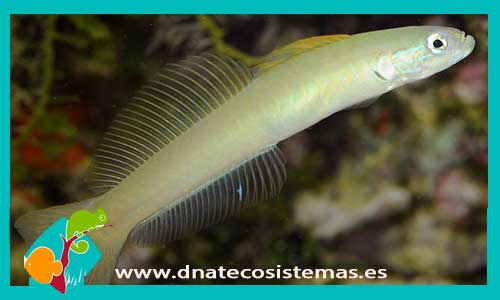 ptereleotris-microlepsis--tienda-de-peces-online-peces-por-internet-mundo-marino-todo-marino