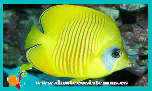 chaetodon-semilarvatus-tienda-de-peces-online-peces-por-internet-mundo-marino-todo-marino