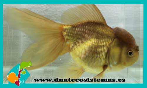 oferta-carassius-auratus-4-5-tienda-online-peces-venta-de-peces-compra-de-peces-online-peces-baratos-oranda-chocolate
