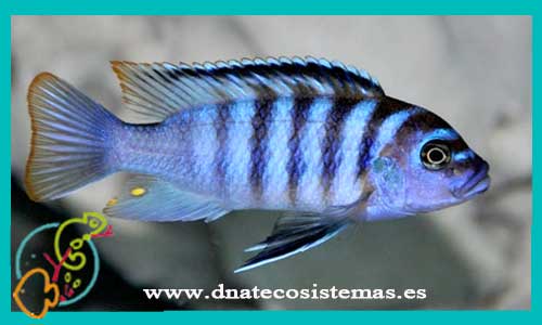 oferta-venta-pseudotropheus-zebra-azul-4-5cm-ccee-metriaclima-zebra-tienda-peces-ciclidos-baratos-online-venta-peces-tropicales-por-internet-tienda-mascotas-dnatecosistemas-rebajas-peces-africanos-online