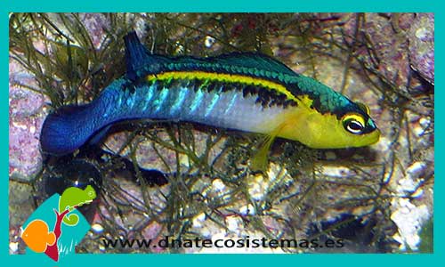Pseudochromis Cyanotaenia M