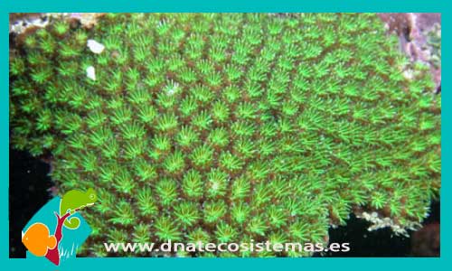 galacea-fascicularis-coral-duro-amphiprion-ocellaris-picasso-tienda-de-peces-online-peces-por-internet-mundo-marino-todo-marino