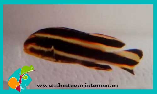 plectorhinchus-albovittatus-tienda-de-peces-online-peces-por-internet-mundo-marino-todo-marino