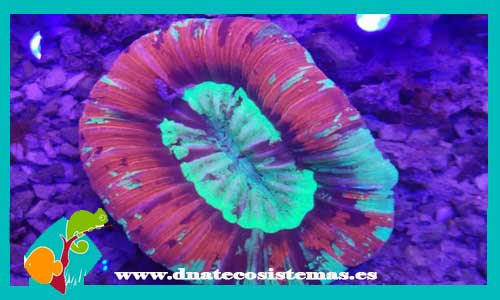 mussidae-spp-tricolor-peq--tienda-de-peces-online-acuario-plantas-algas-comida-alimento-congelado-seca-vivo