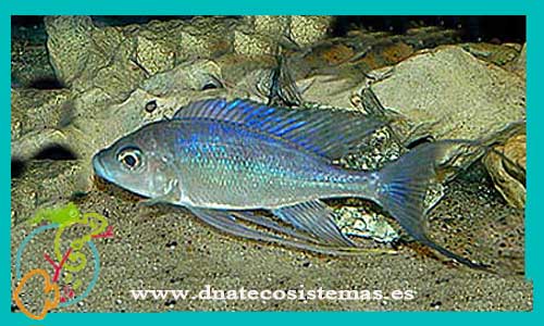 oferta-ciclido-pluma-azul-5-7cm-ccee-cyathopharynx-fucifer-tienda-de-ciclidos-tanganica-baratos-online-venta-de-ciclidos-africanos-economicos-por-internet-tienda-de-peces-online