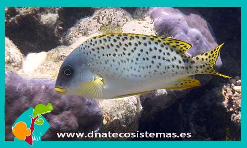 plectorhinchus-gaterinus-tienda-de-peces-online-peces-por-internet-mundo-marino-todo-marino