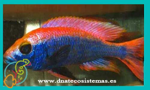 oferta-venta-haplochromis-ahli-red-top-4-5cm-ccee-haplochromis-obliquidens-nyererei-latifasciatus-tienda-peces-online-venta-cromis-por-internet-tienda-mascotas-peces-ciclidos-rebajas-con-envio