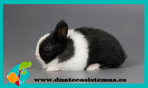 conejo-supertoy-blanco-negro-con-pedigri-chip-venta-de-conejo-baratos