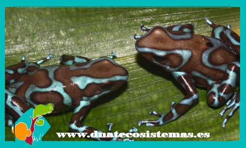 rana-flecha-azul-f-bronze-dendrobates-auratus-tienda-online-de-anfibios-y-reptiles-barato-oferta-promocion-dnatecosistemas
